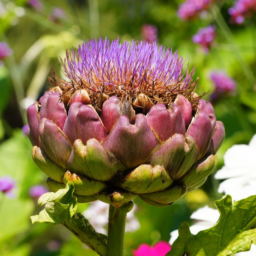 Carciofo Green Globe (Fioritura)