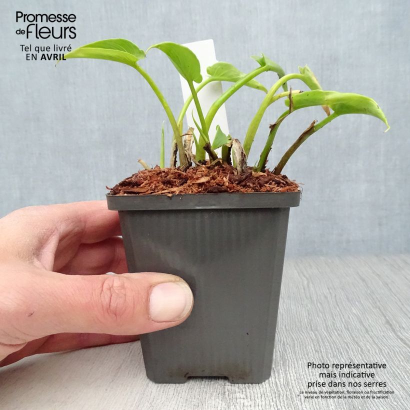 Zantedeschia aethiopica - Calla Vasetto da 8/9 cm esemplare consegnato in primavera