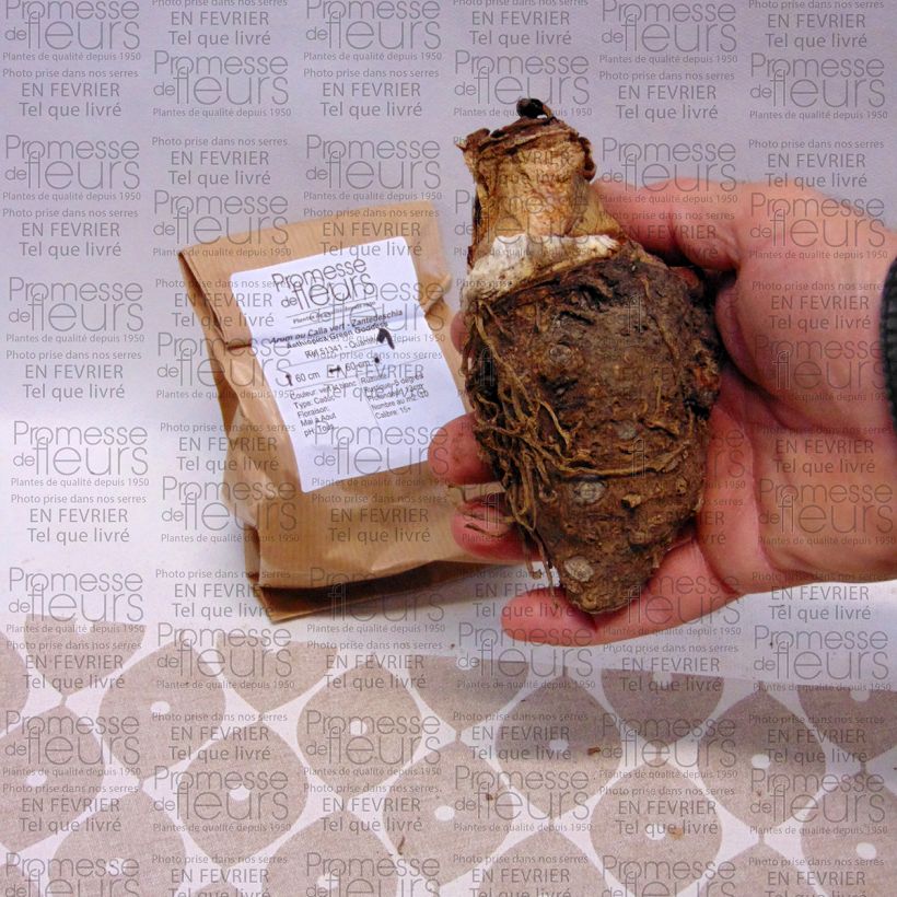 Esempio di esemplare Zantedeschia aethiopica Green Goddess - Calla Bulbo taglia 18/20 come consegnato