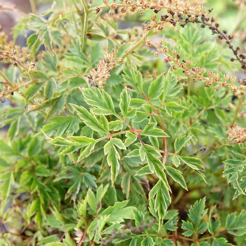 Aruncus Guinea Fowl - Barba di capra (Foliage)