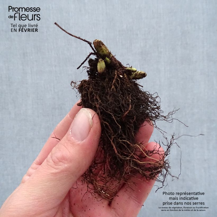 Example of Aruncus Guinea Fowl - Barba di capra Piante piccole a radice nuda as you get in hiver