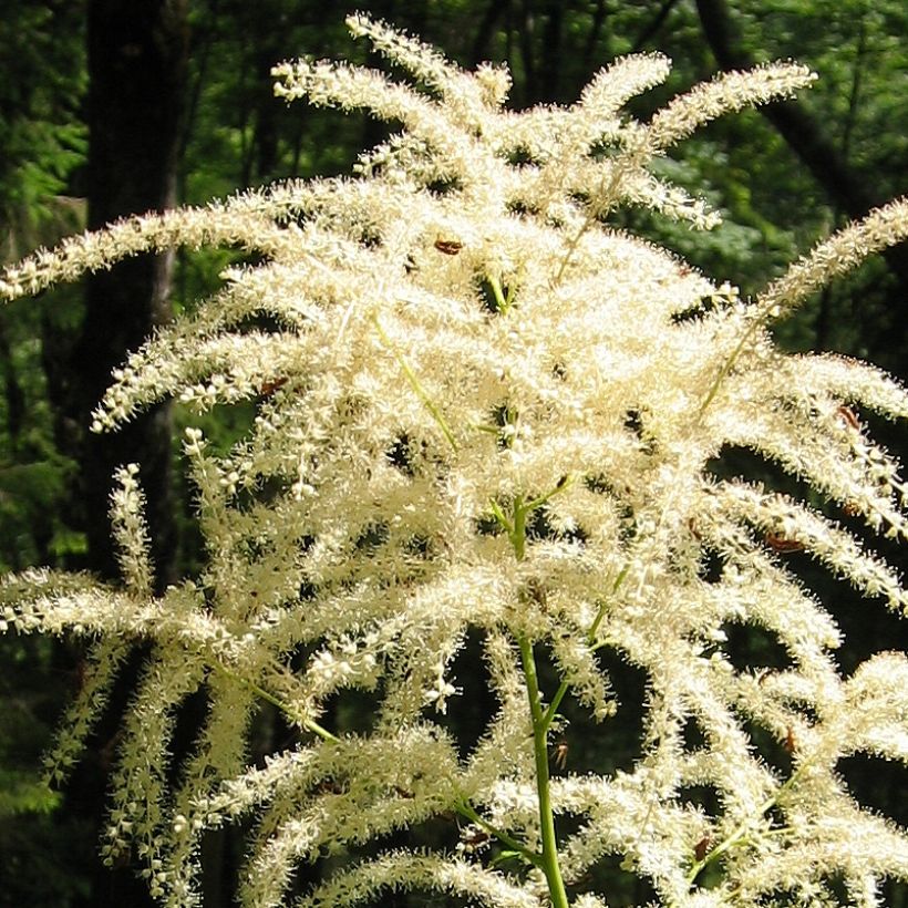 Aruncus dioicus var. kamtschaticus - Barba di capra (Flowering)