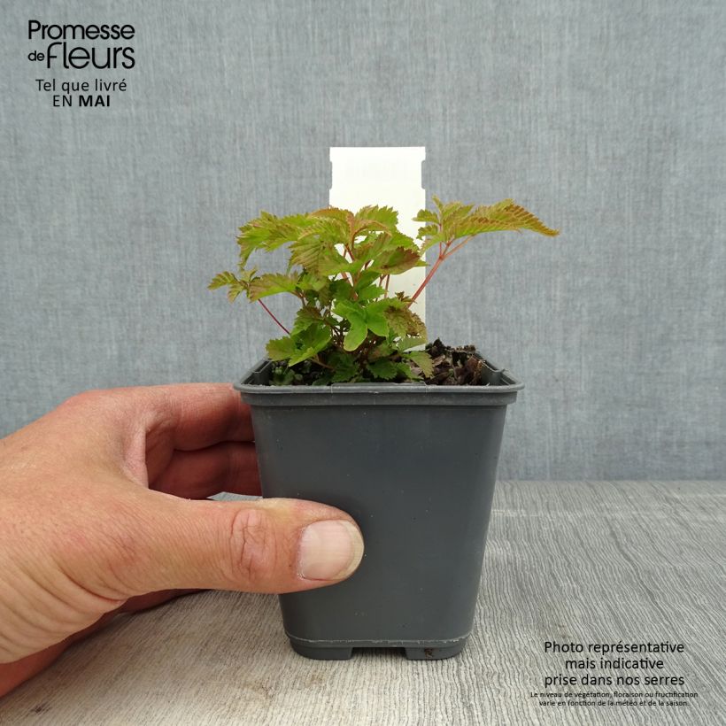Example of Aruncus dioicus var. kamtschaticus - Barba di capra Vasetto da 8/9 cm as you get in printemps
