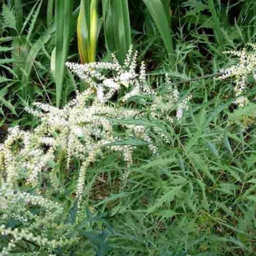 Aruncus dioicus Kneiffii - Barba di capra (Porto)