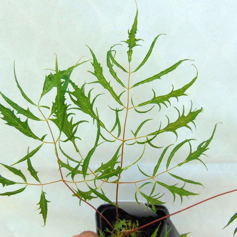Aruncus dioicus Kneiffii - Barba di capra (Fogliame)