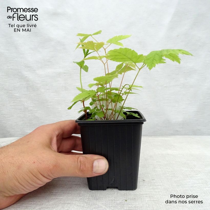 Example of Aruncus dioicus sylvestris - Barba di capra Vasetto da 7/8 cm as you get in printemps