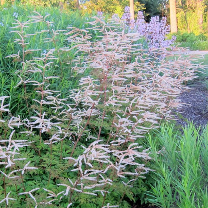 Aruncus Horatio - Barba di capra (Fioritura)