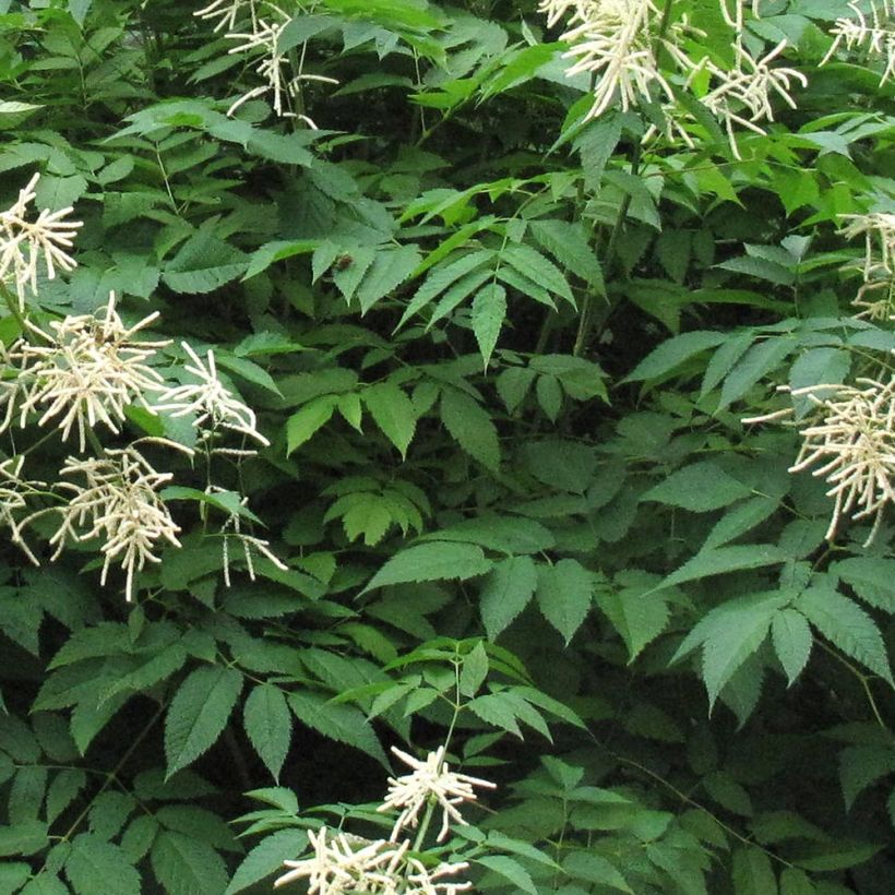 Aruncus Misty Lace - Barba di capra (Foliage)