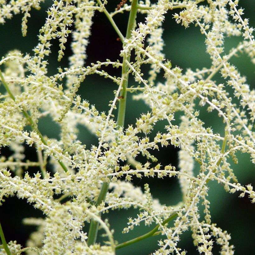 Aruncus Misty Lace - Barba di capra (Flowering)