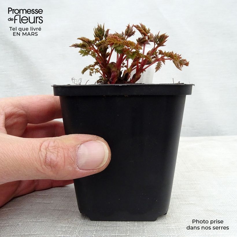 Example of Aruncus Misty Lace - Barba di capra Vasetto da 8/9 cm as you get in printemps