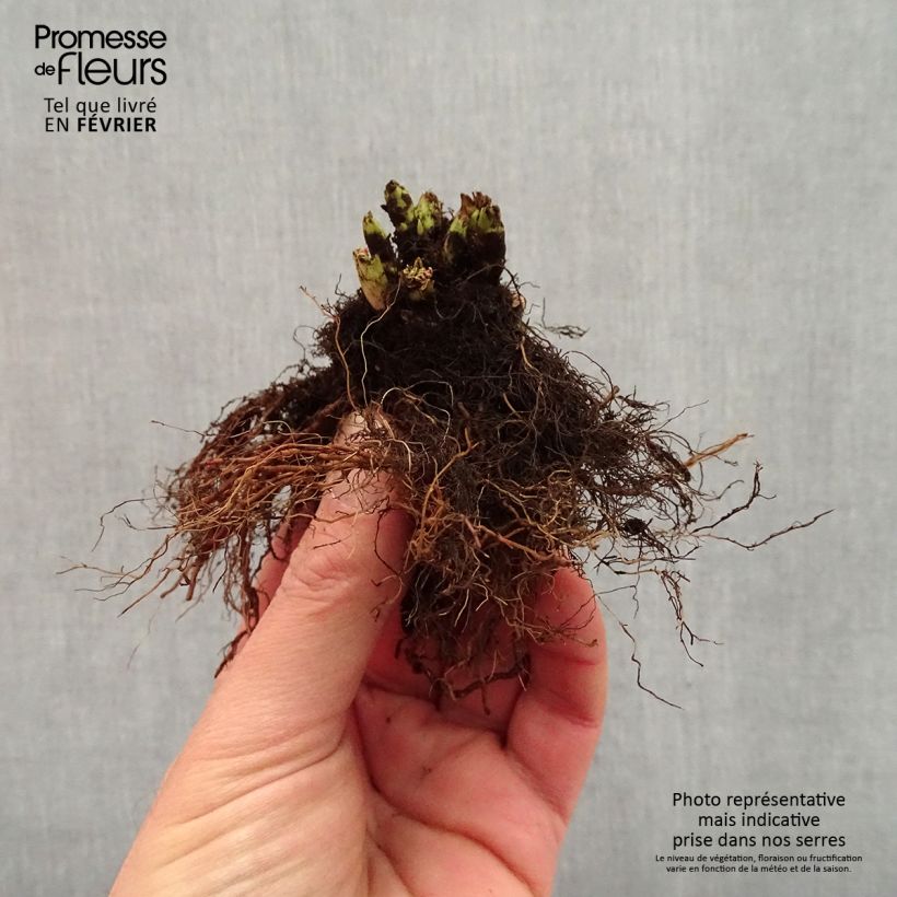 Example of Aruncus Misty Lace - Barba di capra Piante piccole a radice nuda as you get in hiver