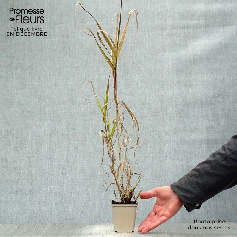 Arundo donax Aureovariegata - Canna comune Vasetto da 8/9 cm esemplare consegnato in inverno