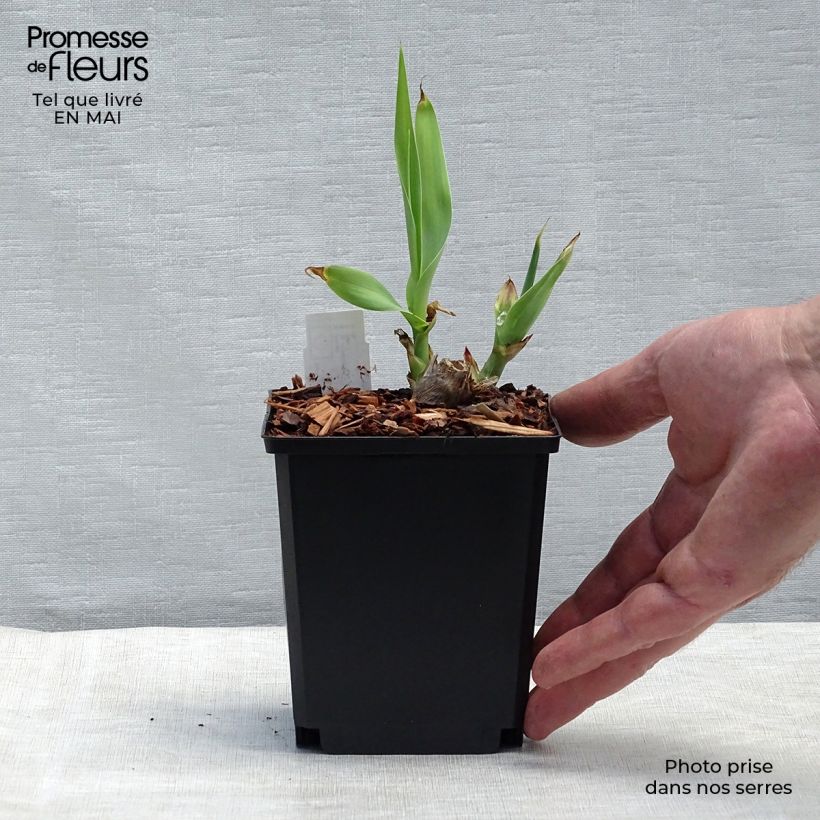 Arundo donax - Canna comune Vasetto da 8/9 cm esemplare consegnato in primavera