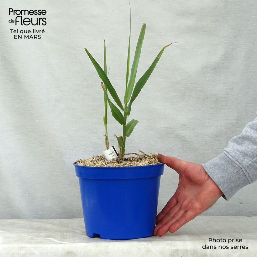 Arundo donax - Canna comune Vaso da 3L/4L esemplare consegnato in primavera