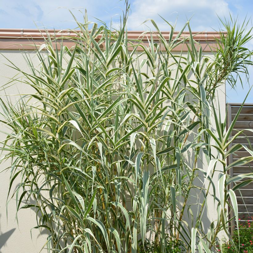 Arundo donax Ely - Canna comune (Plant habit)