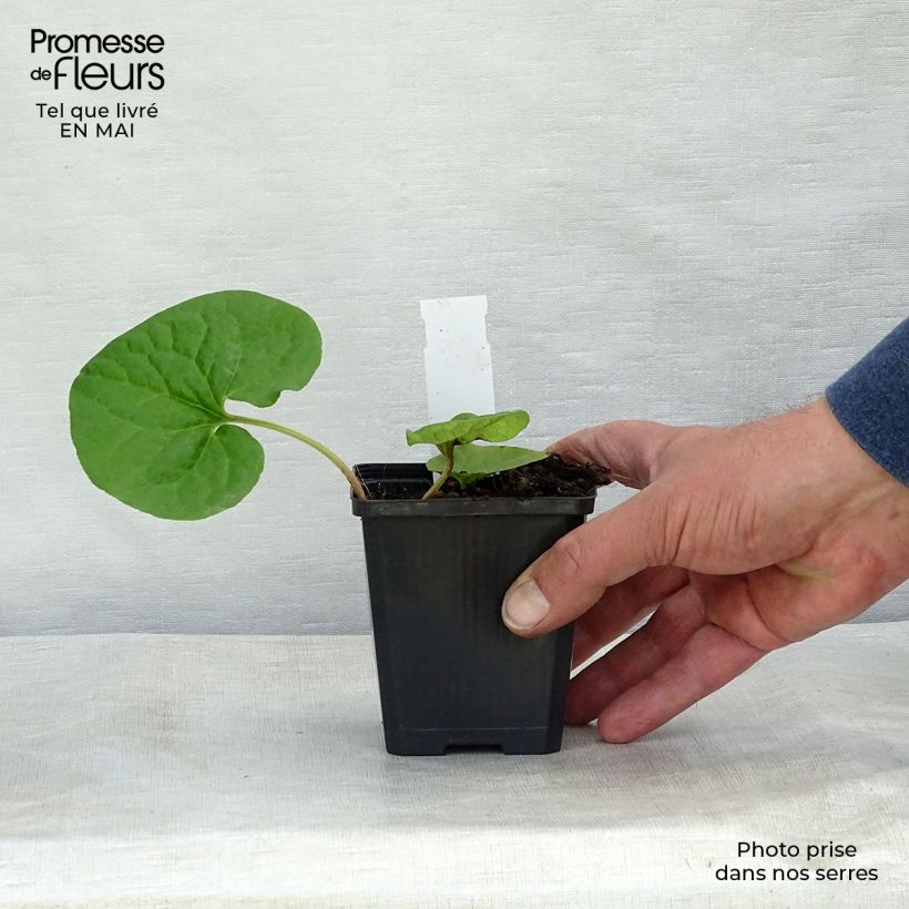 Asarum caudatum - Asaro Vasetto da 8/9 cm esemplare consegnato in primavera