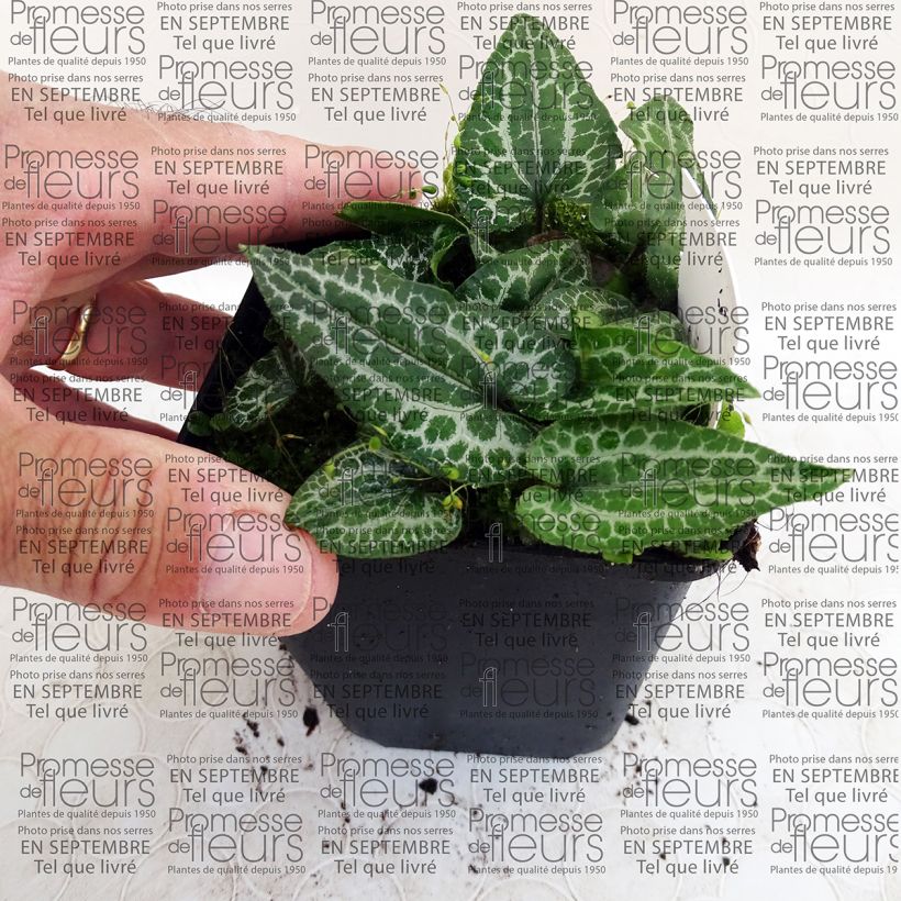 Example of Asarum epigynum Takasago Saishin - Asaro Vasetto da 8/9 cm as you get