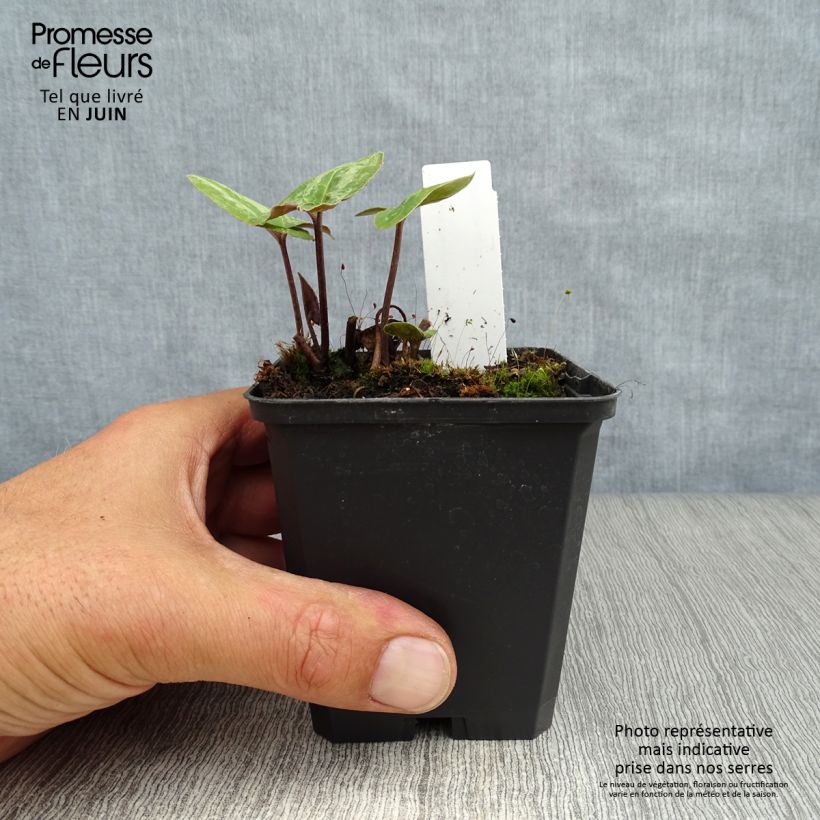 Esemplare di Asarum maximum Ling Ling - Asaro Vasetto da 8/9 cm consegnato in estate