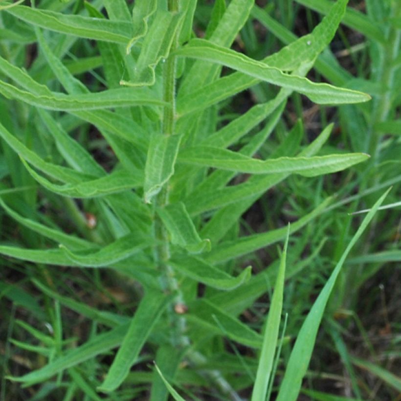 Asclepias tuberosa (Foliage)
