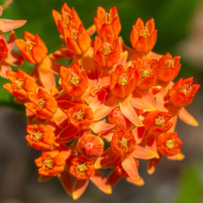 Asclepias tuberosa (Flowering)