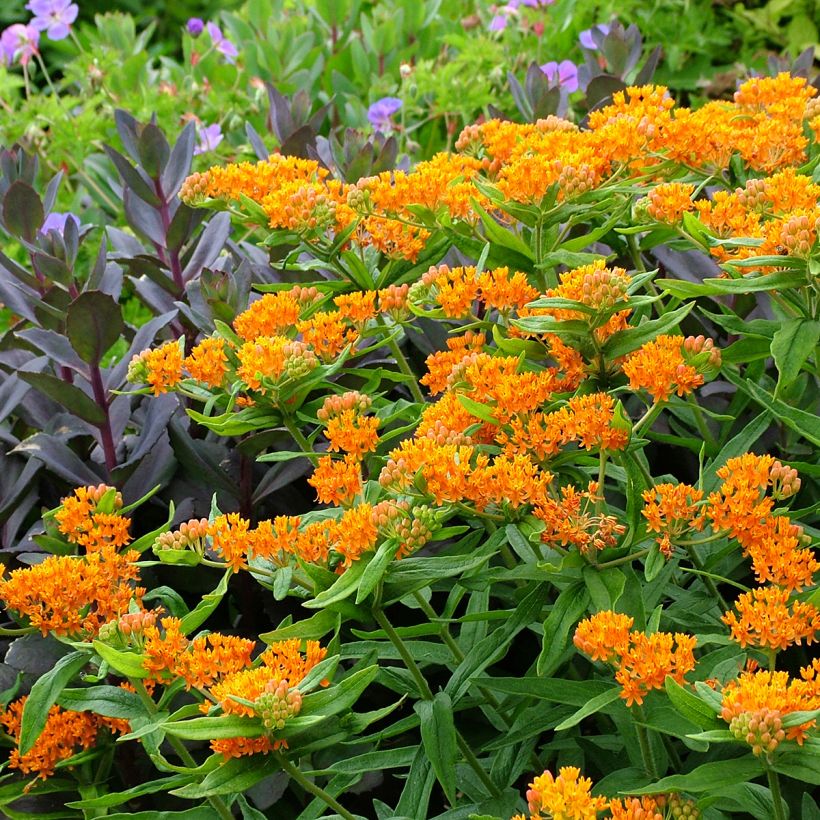 Asclepias tuberosa (Plant habit)