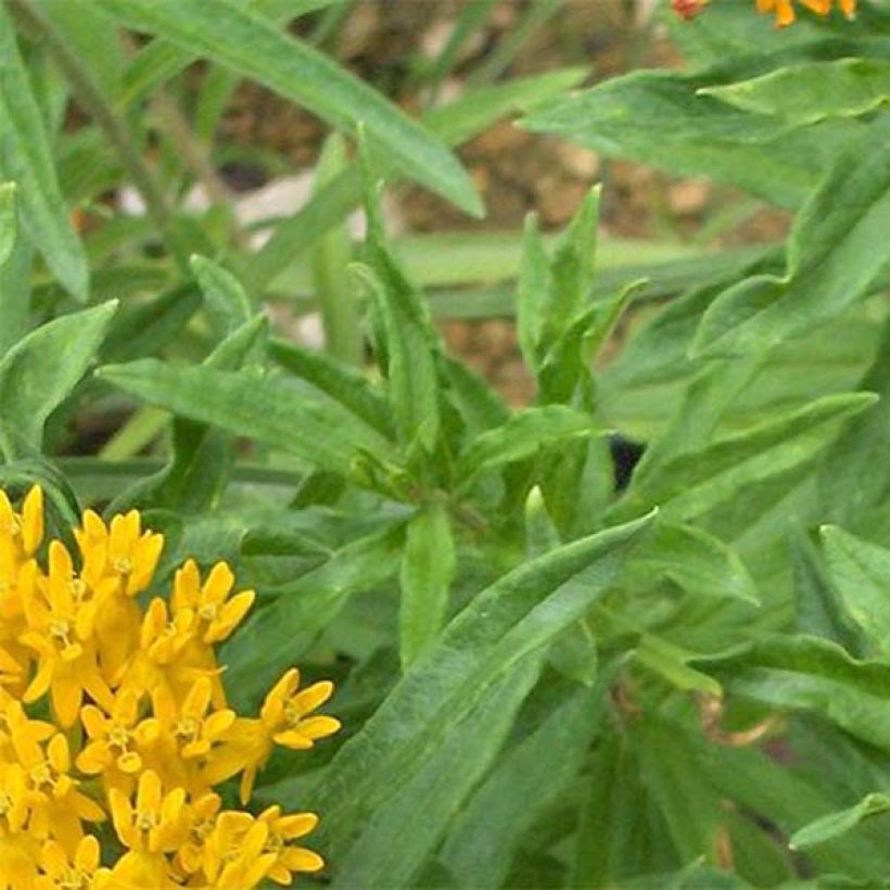 Asclepias tuberosa Jaune - Erba delle farfalle (Foliage)