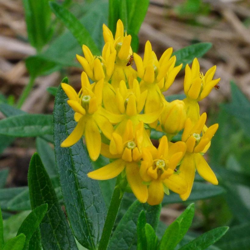Asclepias tuberosa Jaune - Erba delle farfalle (Flowering)