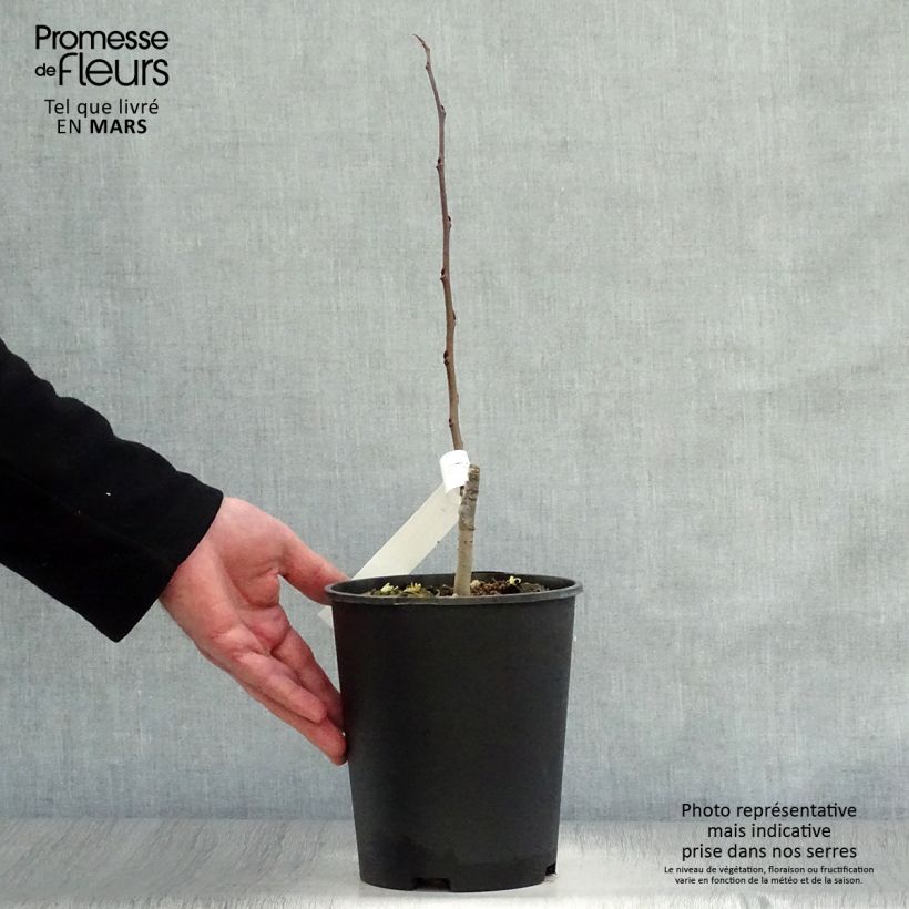 Example of Asimina triloba Sunflower - Asimina Vaso da 2L/3L as you get in printemps