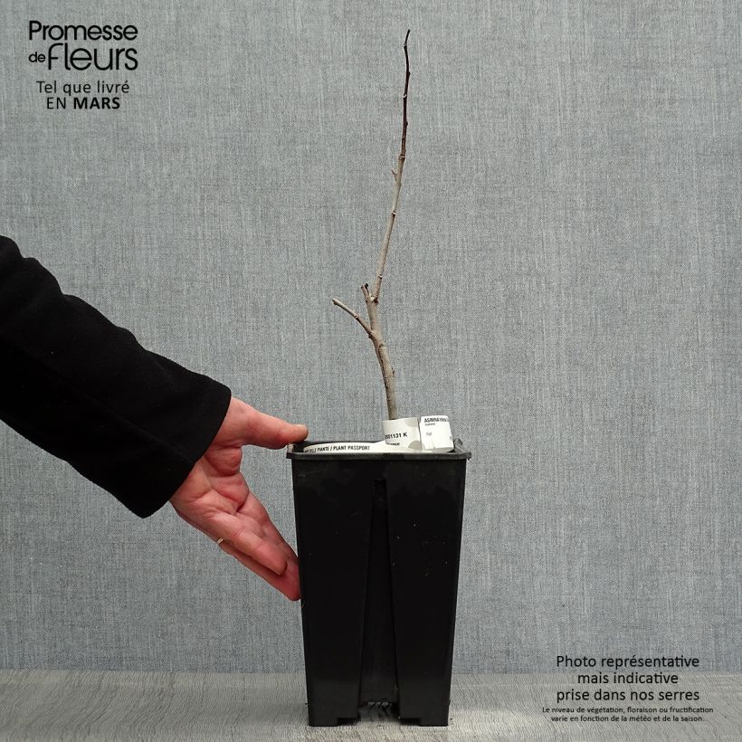 Asimina triloba Overlese - Asimina Vaso da 3L/4L esemplare consegnato in primavera