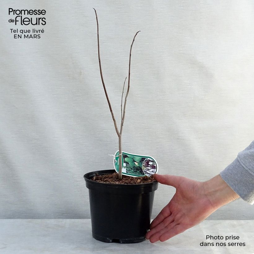 Example of Asimina triloba - Asimina Vaso da 2L/3L as you get in printemps