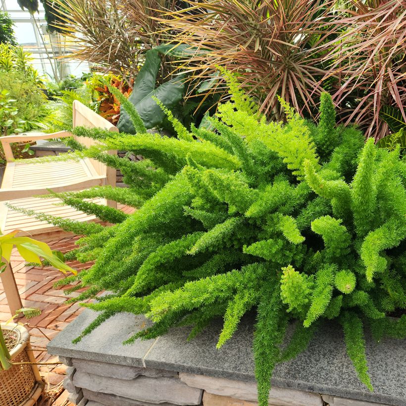Asparagus densiflorus var. meyeri - Felce a coda di volpe (Porto)