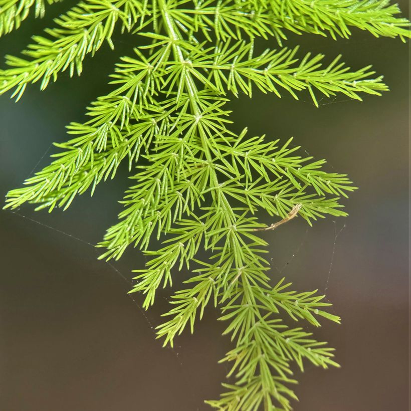 Asparagus plumosus - Asperge des fleuristes (Fogliame)