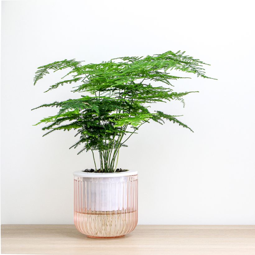 Asparagus plumosus - Asperge des fleuristes (Porto)