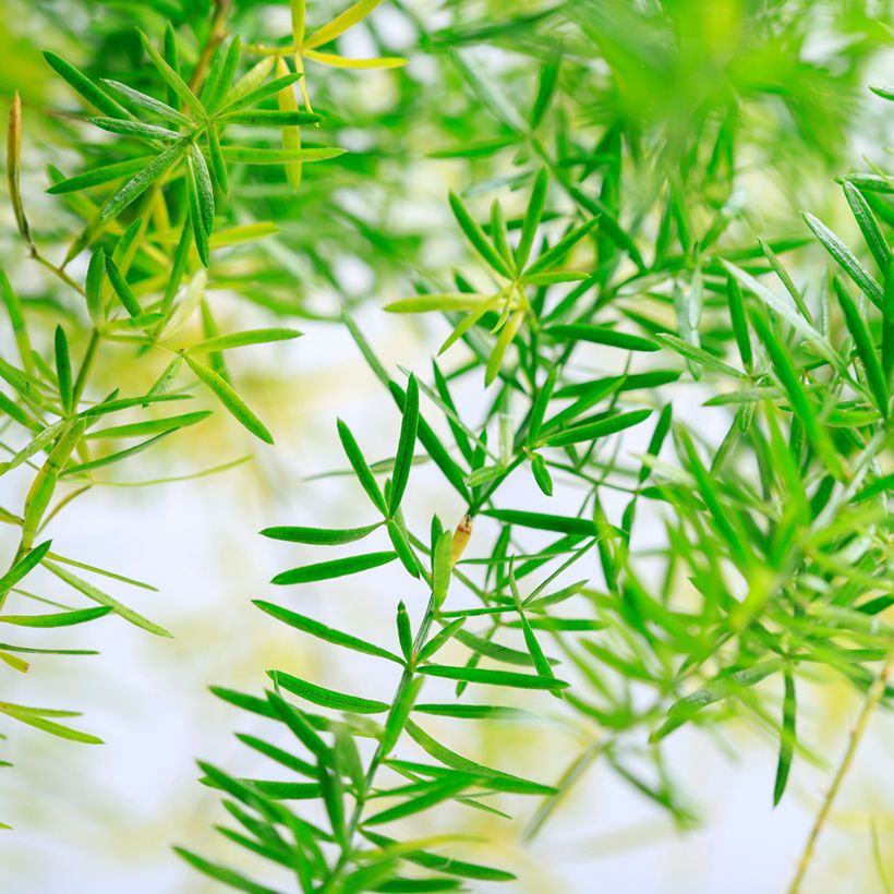 Asparagus sprengeri (Fogliame)