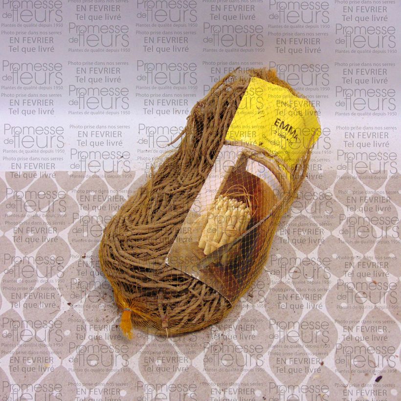 Esempio di esemplare Asparago comune Emma Sacchetto da 10 zampe come consegnato