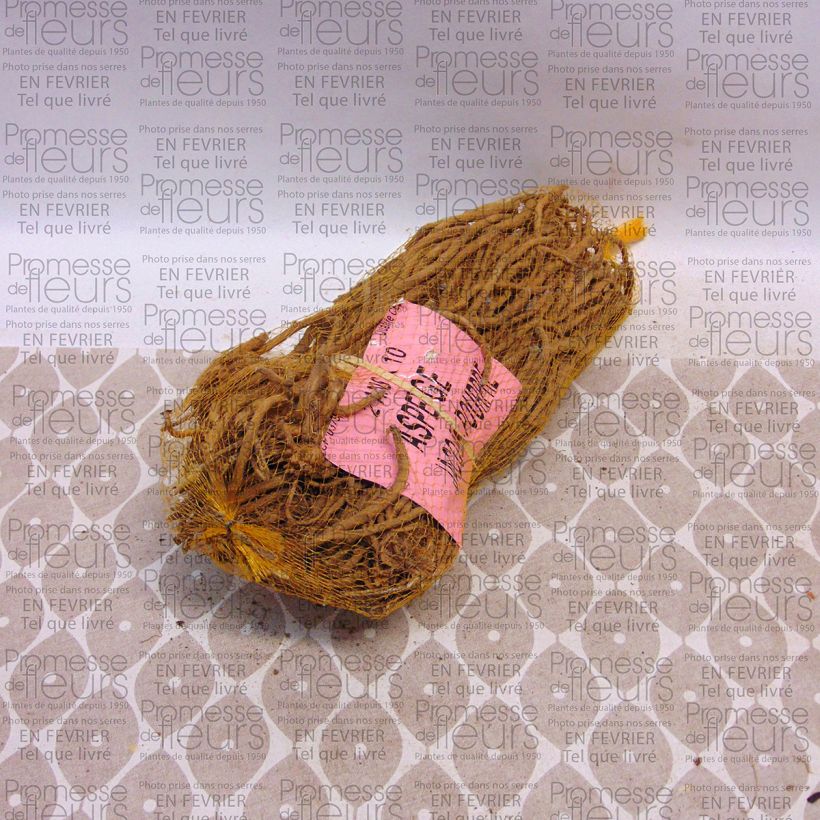 Esempio di esemplare Asparago comune Jacq Ma Pourpre Sacchetto da 10 zampe come consegnato