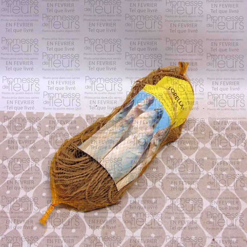 Esempio di esemplare Asparago comune Lorella Sacchetto da 10 zampe come consegnato