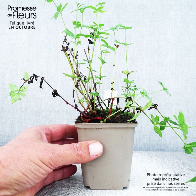 Esemplare di Asperula taurina - Stellina cruciata Vasetto da 8/9 cm come consegnato in autunno