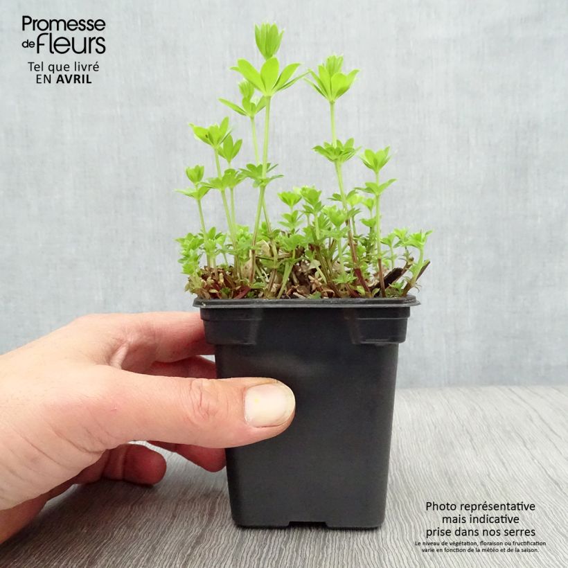 Example of Galium odoratum - Asperula Vasetto da 7/8 cm as you get in printemps