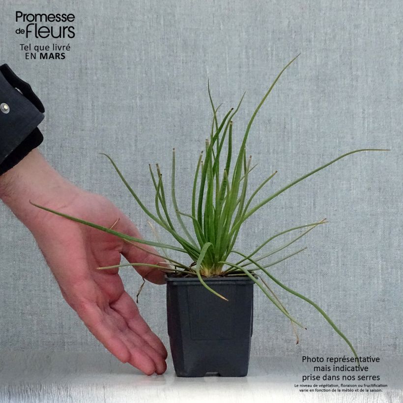 Asphodelus albus - Asfodelo bianco Vasetto da 8/9 cm esemplare consegnato in primavera