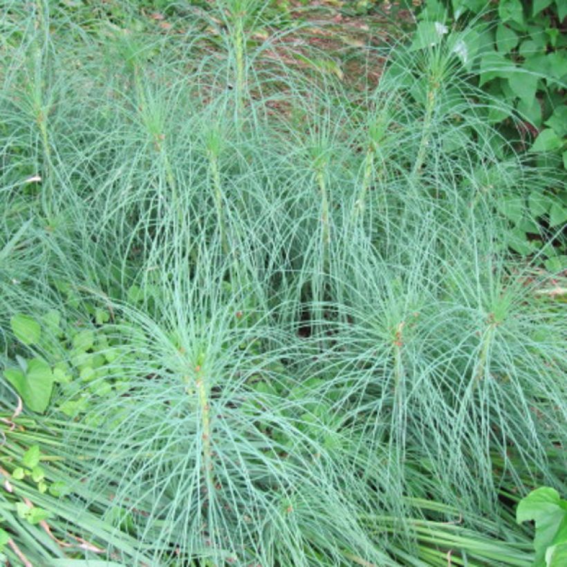 Asphodeline liburnica - Asfodelo della Liburnia (Fogliame)