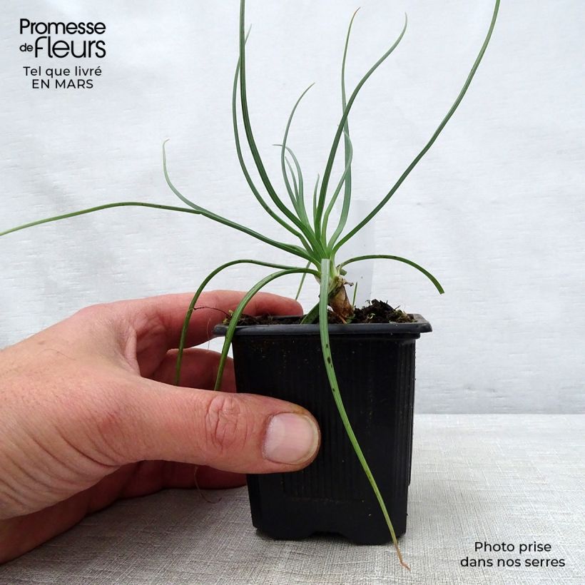 Asphodeline lutea - Asfodelo giallo Vasetto da 7/8 cm esemplare consegnato in primavera