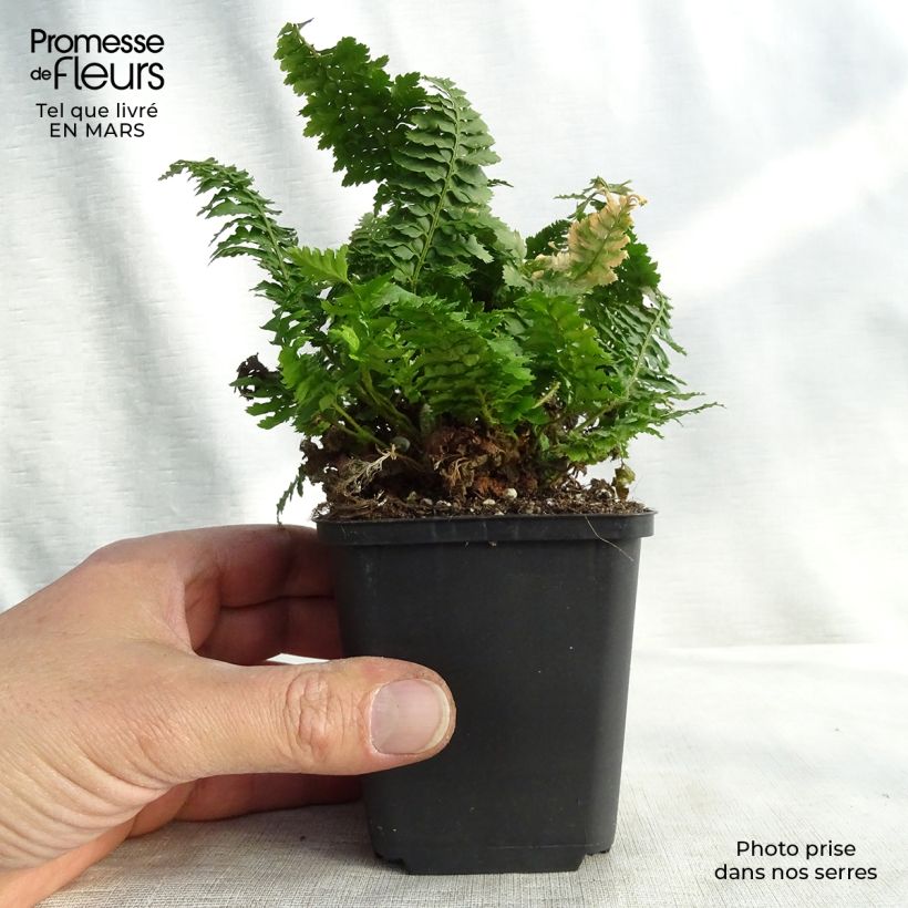Polystichum setiferum Congestum - Felce setifera Vasetto da 8/9 cm esemplare consegnato in primavera