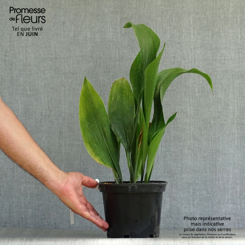 Esemplare di Aspidistra elatior - Pianta di piombo Vaso da 2L/3L consegnato in estate
