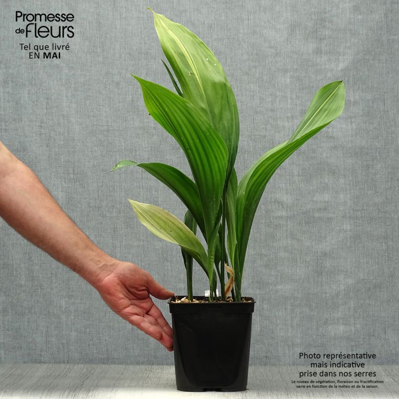 Aspidistra elatior Zebra - Pianta di piombo Vaso da 2L/3L esemplare consegnato in primavera