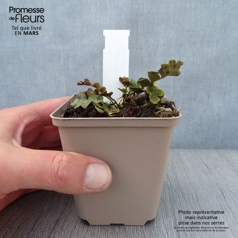 Asplenium ceterach - Cedracca comune Vasetto da 8/9 cm esemplare consegnato in primavera