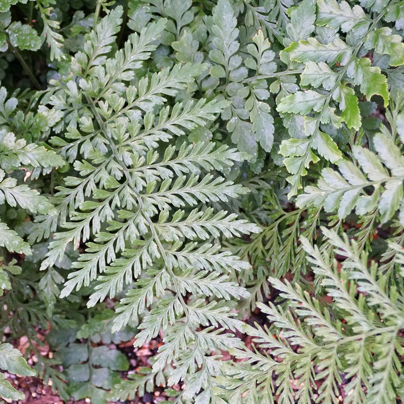 Asplenium Parvati - Felce (Fogliame)