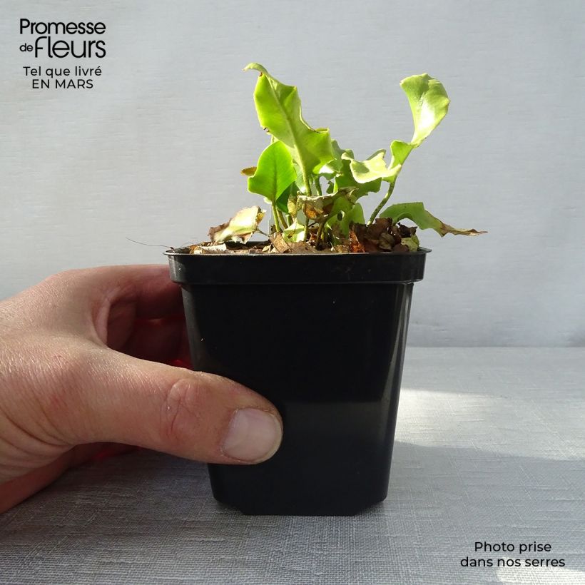 Example of Asplenium scolopendrium Cristatum Group - Lingua di cervo Vasetto da 8/9 cm as you get in printemps