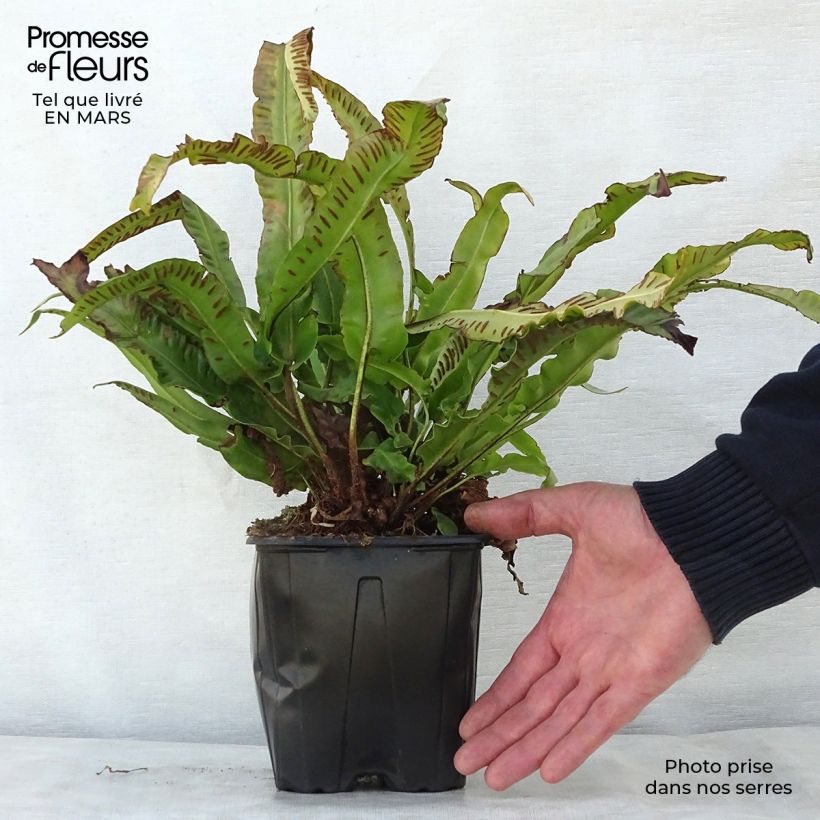 Example of Asplenium scolopendrium Cristatum Group - Lingua di cervo Vaso da 2L/3L as you get in printemps