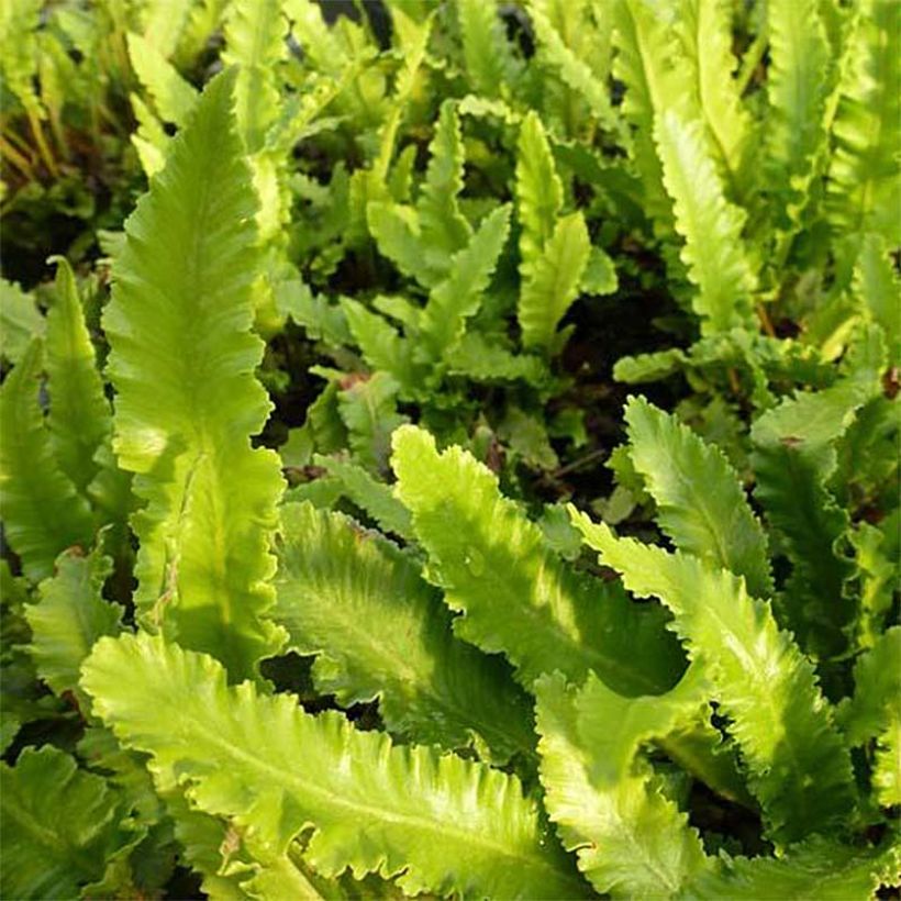 Asplenium scolopendrium Undulatum Angustatum - Lingua di cervo (Foliage)